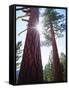 USA, California. Old-Growth Ponderosa Pine Trees in the High Sierra-Jaynes Gallery-Framed Stretched Canvas