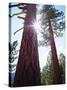 USA, California. Old-Growth Ponderosa Pine Trees in the High Sierra-Jaynes Gallery-Stretched Canvas