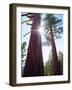 USA, California. Old-Growth Ponderosa Pine Trees in the High Sierra-Jaynes Gallery-Framed Photographic Print