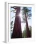 USA, California. Old-Growth Ponderosa Pine Trees in the High Sierra-Jaynes Gallery-Framed Photographic Print