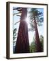 USA, California. Old-Growth Ponderosa Pine Trees in the High Sierra-Jaynes Gallery-Framed Photographic Print