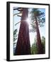 USA, California. Old-Growth Ponderosa Pine Trees in the High Sierra-Jaynes Gallery-Framed Photographic Print