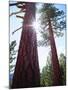 USA, California. Old-Growth Ponderosa Pine Trees in the High Sierra-Jaynes Gallery-Mounted Photographic Print