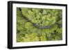Usa, California, Orick. Highway in middle of forest (aerial view).-Merrill Images-Framed Photographic Print