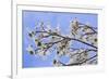 USA, California, Owens Valley. Blooming dogwood tree.-Jaynes Gallery-Framed Photographic Print