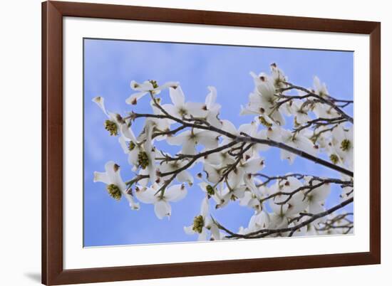 USA, California, Owens Valley. Blooming dogwood tree.-Jaynes Gallery-Framed Photographic Print