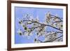 USA, California, Owens Valley. Blooming dogwood tree.-Jaynes Gallery-Framed Photographic Print