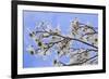 USA, California, Owens Valley. Blooming dogwood tree.-Jaynes Gallery-Framed Photographic Print