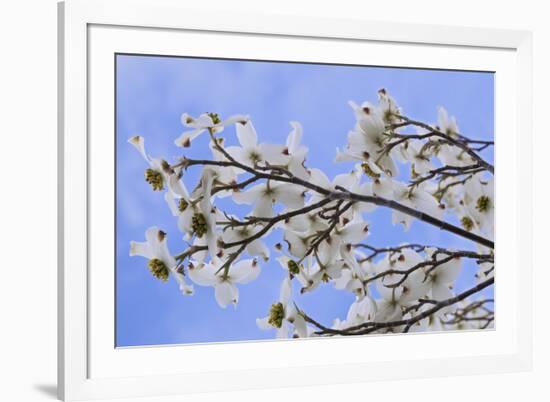 USA, California, Owens Valley. Blooming dogwood tree.-Jaynes Gallery-Framed Premium Photographic Print