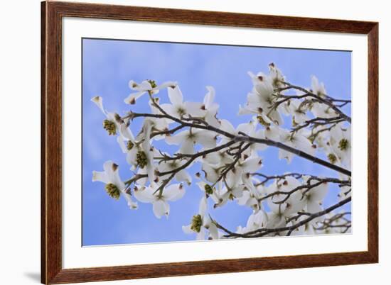 USA, California, Owens Valley. Blooming dogwood tree.-Jaynes Gallery-Framed Premium Photographic Print