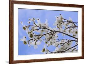 USA, California, Owens Valley. Blooming dogwood tree.-Jaynes Gallery-Framed Premium Photographic Print