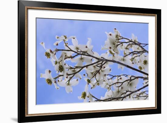 USA, California, Owens Valley. Blooming dogwood tree.-Jaynes Gallery-Framed Premium Photographic Print