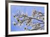 USA, California, Owens Valley. Blooming dogwood tree.-Jaynes Gallery-Framed Premium Photographic Print