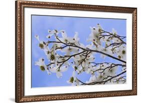 USA, California, Owens Valley. Blooming dogwood tree.-Jaynes Gallery-Framed Premium Photographic Print