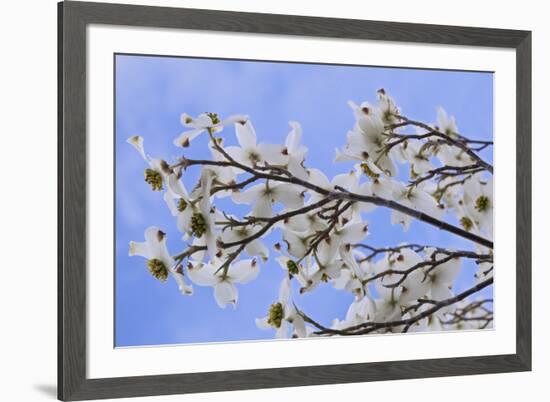 USA, California, Owens Valley. Blooming dogwood tree.-Jaynes Gallery-Framed Premium Photographic Print