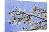 USA, California, Owens Valley. Blooming dogwood tree.-Jaynes Gallery-Mounted Premium Photographic Print