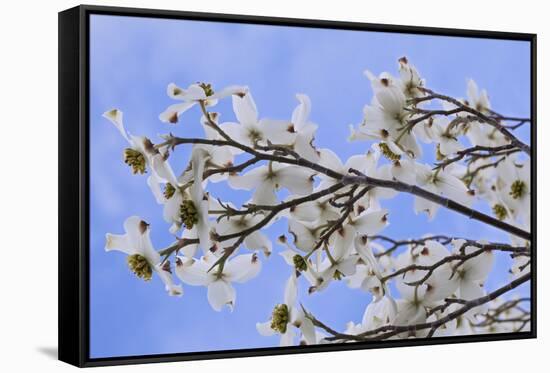 USA, California, Owens Valley. Blooming dogwood tree.-Jaynes Gallery-Framed Stretched Canvas