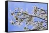 USA, California, Owens Valley. Blooming dogwood tree.-Jaynes Gallery-Framed Stretched Canvas