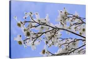 USA, California, Owens Valley. Blooming dogwood tree.-Jaynes Gallery-Stretched Canvas