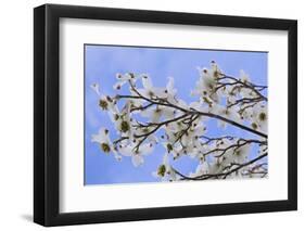 USA, California, Owens Valley. Blooming dogwood tree.-Jaynes Gallery-Framed Photographic Print