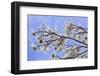 USA, California, Owens Valley. Blooming dogwood tree.-Jaynes Gallery-Framed Photographic Print