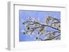 USA, California, Owens Valley. Blooming dogwood tree.-Jaynes Gallery-Framed Photographic Print