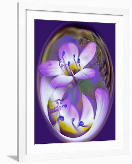 USA, California, Owens Valley. Broad-leaved gilia flower abstract.-Jaynes Gallery-Framed Photographic Print