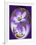 USA, California, Owens Valley. Broad-leaved gilia flower abstract.-Jaynes Gallery-Framed Photographic Print