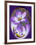 USA, California, Owens Valley. Broad-leaved gilia flower abstract.-Jaynes Gallery-Framed Photographic Print