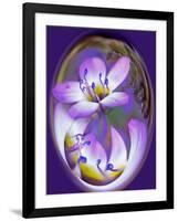 USA, California, Owens Valley. Broad-leaved gilia flower abstract.-Jaynes Gallery-Framed Photographic Print