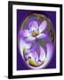 USA, California, Owens Valley. Broad-leaved gilia flower abstract.-Jaynes Gallery-Framed Photographic Print