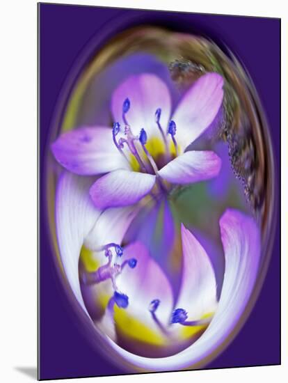 USA, California, Owens Valley. Broad-leaved gilia flower abstract.-Jaynes Gallery-Mounted Photographic Print