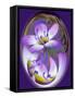 USA, California, Owens Valley. Broad-leaved gilia flower abstract.-Jaynes Gallery-Framed Stretched Canvas