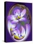 USA, California, Owens Valley. Broad-leaved gilia flower abstract.-Jaynes Gallery-Stretched Canvas