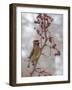 USA, California, Owens Valley. Cedar waxwing on pear tree.-Jaynes Gallery-Framed Photographic Print