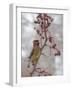 USA, California, Owens Valley. Cedar waxwing on pear tree.-Jaynes Gallery-Framed Photographic Print