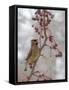 USA, California, Owens Valley. Cedar waxwing on pear tree.-Jaynes Gallery-Framed Stretched Canvas