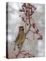 USA, California, Owens Valley. Cedar waxwing on pear tree.-Jaynes Gallery-Stretched Canvas