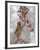 USA, California, Owens Valley. Cedar waxwing on pear tree.-Jaynes Gallery-Framed Photographic Print