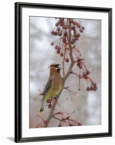 USA, California, Owens Valley. Cedar waxwing on pear tree.-Jaynes Gallery-Framed Photographic Print