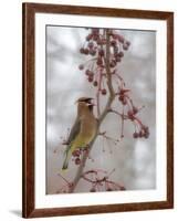 USA, California, Owens Valley. Cedar waxwing on pear tree.-Jaynes Gallery-Framed Photographic Print