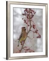 USA, California, Owens Valley. Cedar waxwing on pear tree.-Jaynes Gallery-Framed Photographic Print