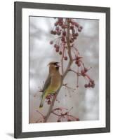 USA, California, Owens Valley. Cedar waxwing on pear tree.-Jaynes Gallery-Framed Photographic Print