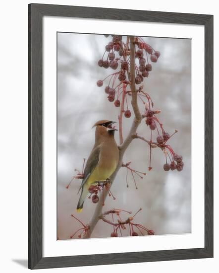 USA, California, Owens Valley. Cedar waxwing on pear tree.-Jaynes Gallery-Framed Photographic Print