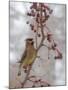 USA, California, Owens Valley. Cedar waxwing on pear tree.-Jaynes Gallery-Mounted Photographic Print