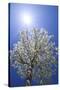 USA, California, Owens Valley. Flowering pear tree.-Jaynes Gallery-Stretched Canvas