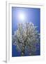 USA, California, Owens Valley. Flowering pear tree.-Jaynes Gallery-Framed Photographic Print