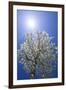 USA, California, Owens Valley. Flowering pear tree.-Jaynes Gallery-Framed Photographic Print