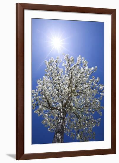 USA, California, Owens Valley. Flowering pear tree.-Jaynes Gallery-Framed Photographic Print