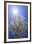 USA, California, Owens Valley. Flowering pear tree.-Jaynes Gallery-Framed Photographic Print